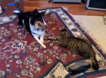 Hyper Dog Vs Cat