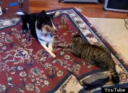 WATCH: Hyper Dog Vs Cat