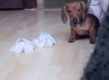 Finnigan Sneaky Dachshund Puppy