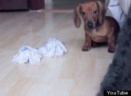 WATCH: World's Sneakiest Puppy