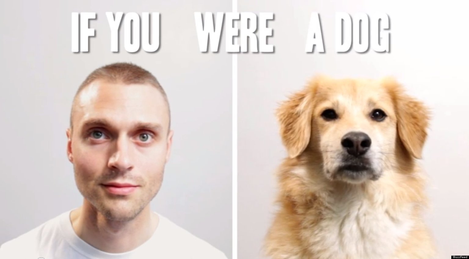 Your Life As A Dog By BuzzFeed (VIDEO) HuffPost