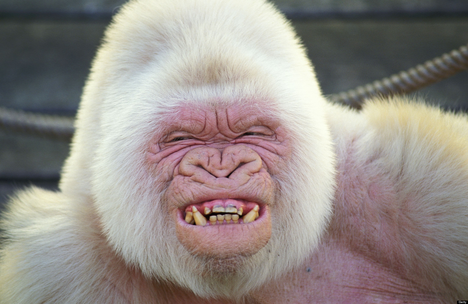 Snowflake, The White Gorilla