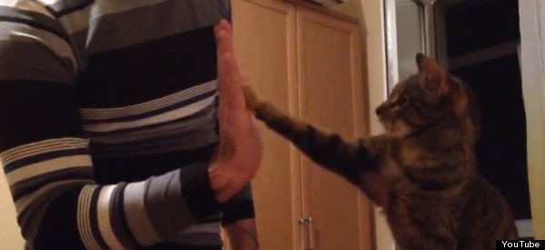 MIRA: Así es la vida de un gato