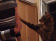 MIRA: Así es la vida de un gato