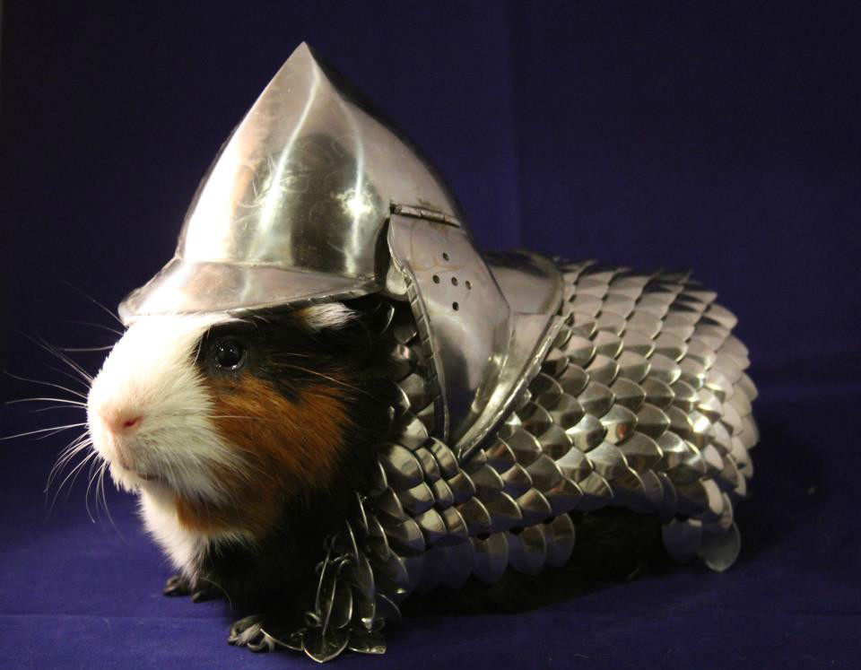 Guinea Pig Suit Of Armour Is This Season's Must-Have Pet Outfit (PICTURES)