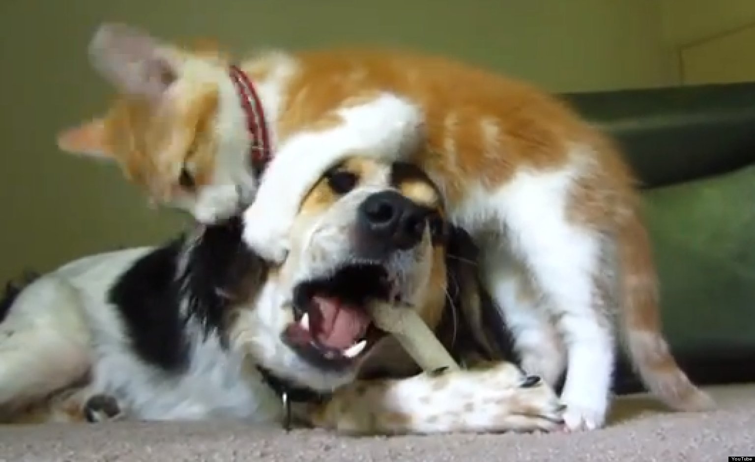 Cat Annoys Dog Trying To Eat A Bone, Cuteness Ensues (VIDEO)