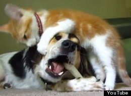 http://i.huffpost.com/gen/1194866/thumbs/s-CAT-ANNOYS-DOG-EATING-BONE-large.jpg?6