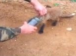 Fox Jar Stuck Video