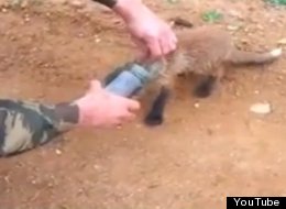 http://i.huffpost.com/gen/1195267/thumbs/s-FOX-JAR-STUCK-VIDEO-large.jpg?6