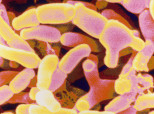 Gut Bacteria Brain