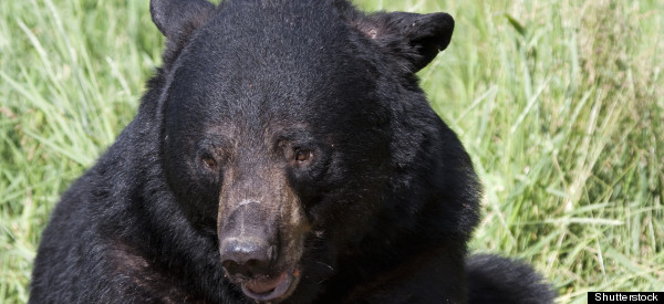 Man Who Was Attacked By Bear Could Face Charges
