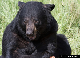 http://i.huffpost.com/gen/1195978/thumbs/s-MAN-ATTACKED-BY-BEAR-FED-MEAT-large.jpg?6