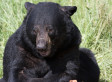 Man Who Was Attacked By Bear Could Face Charges