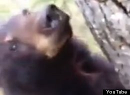 WATCH: Bear Climbs Tree To Say Hello