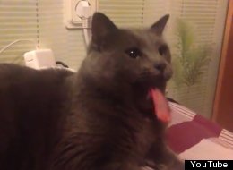 WATCH: Cat Got Your Tongue?!