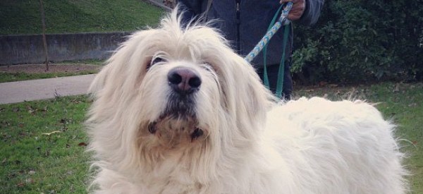 La muerte de Lucky por un disparo de la policía indigna a Zaragoza (VÍDEO)