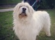 La muerte de Lucky por un disparo de la policía indigna a Zaragoza (VÍDEO)