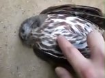 Man Wakes Up Stunned Owl
