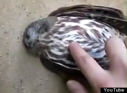 WATCH: We're Not Sure You Should Do That...