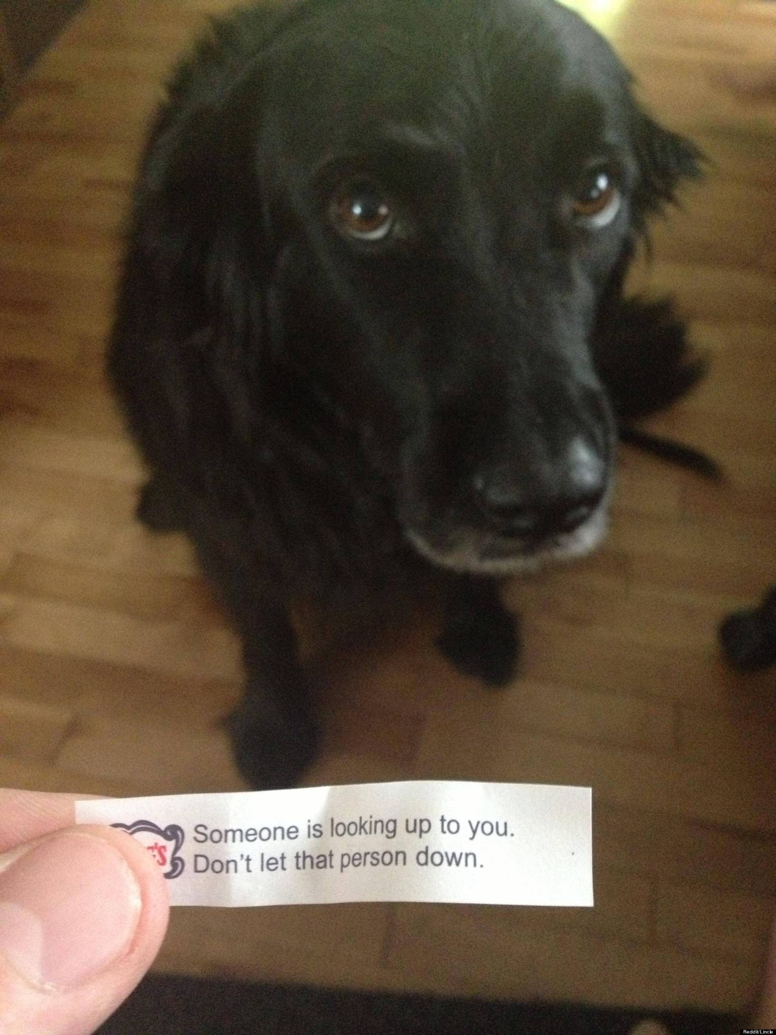 Amazing Fortune Cookie Will Make You Want To Hug Your Dog (PHOTO)