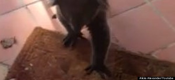 WATCH: Koala Makes Itself At Home
