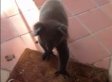 WATCH: Koala Makes Itself At Home
