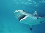 Shark Attacks At Surfside