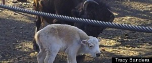 PHOTOS: Rare White Buffalo Born In Midst Of Wildfire