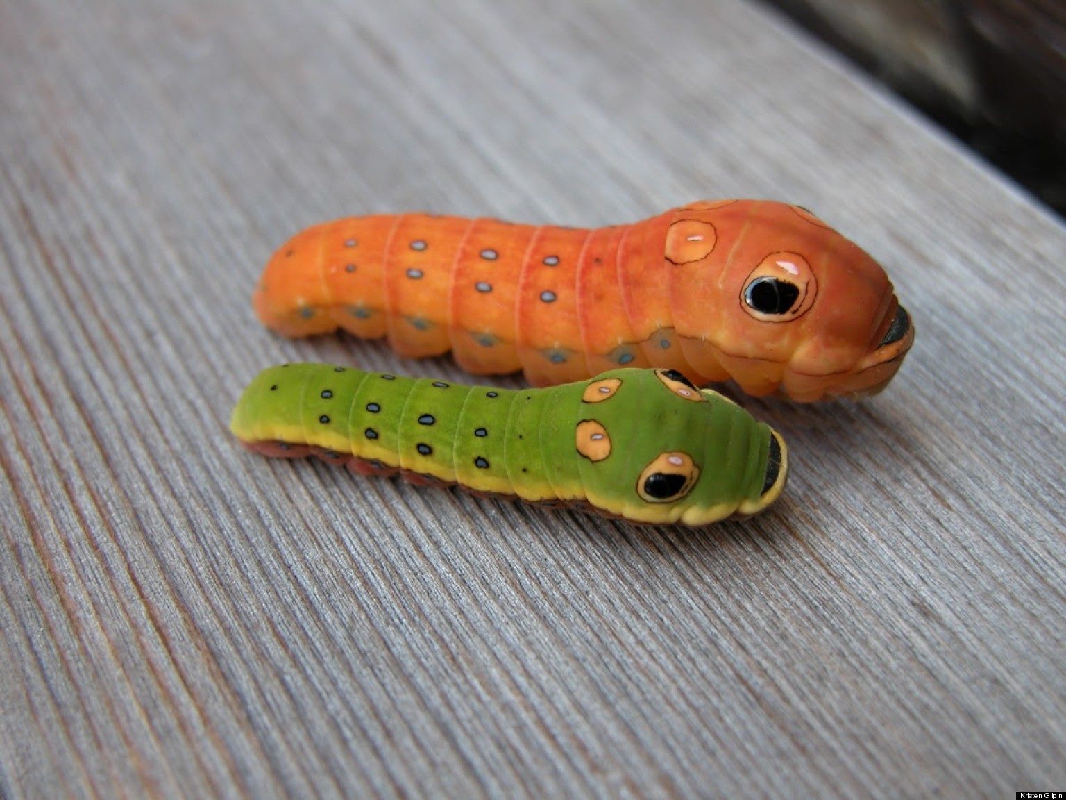 spicebush-swallowtail-larvae-may-be-the-coolest-bugs-ever-photo