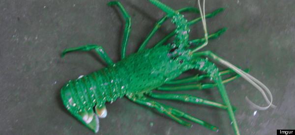 PHOTO: Is This Green Crayfish Real?!