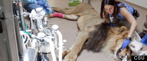 WATCH: Denver Zoo Lion Begins Chemotherapy Treatments