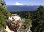 Biddy Hedgehog