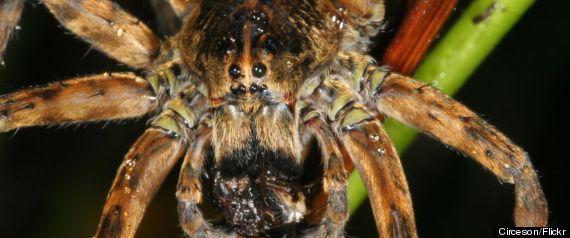 from Emmet images of women having sex with spiders 40 year old man dating 23 year old woman
