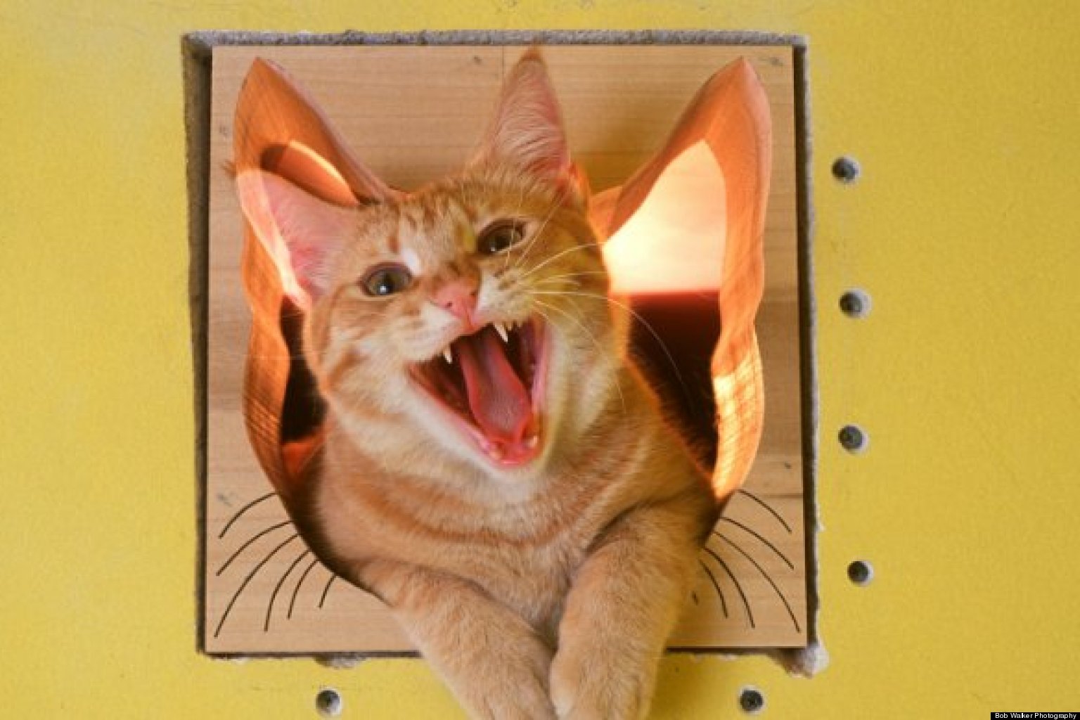 The Cats' House For Sale As Bob Walker And Frances Mooney, Plus 8 Cats