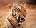 Dr. Ferrukh Faruqui: Technology is a Tiger: Powerful, but Dangerous