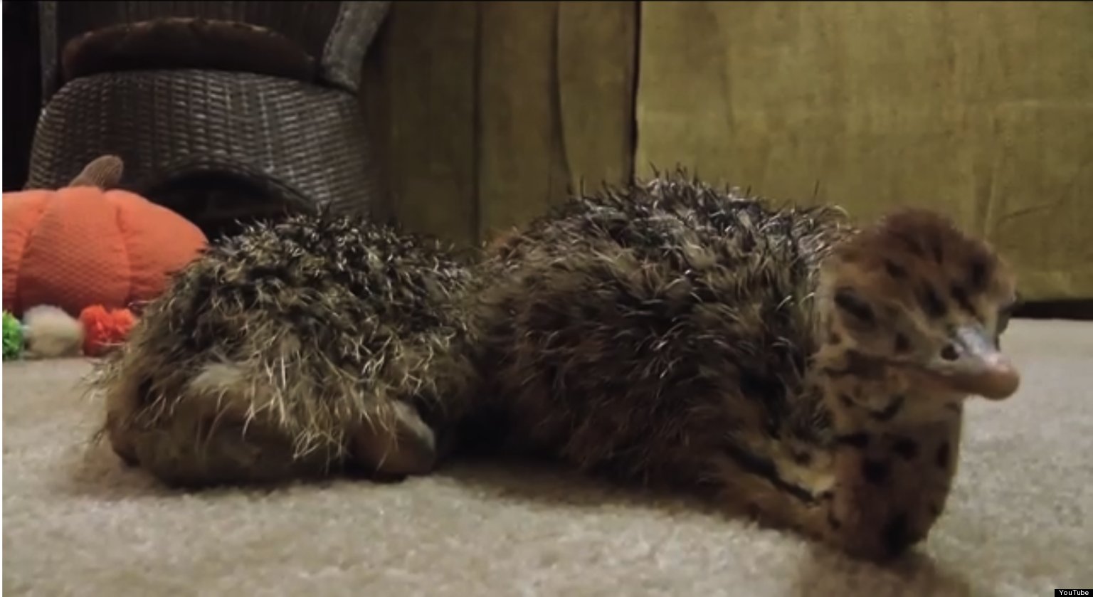 Baby Ostrich Video Shows Bird Fighting Sleep