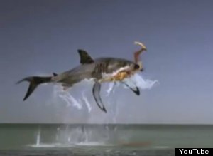 Russian Shark Tampax Advert