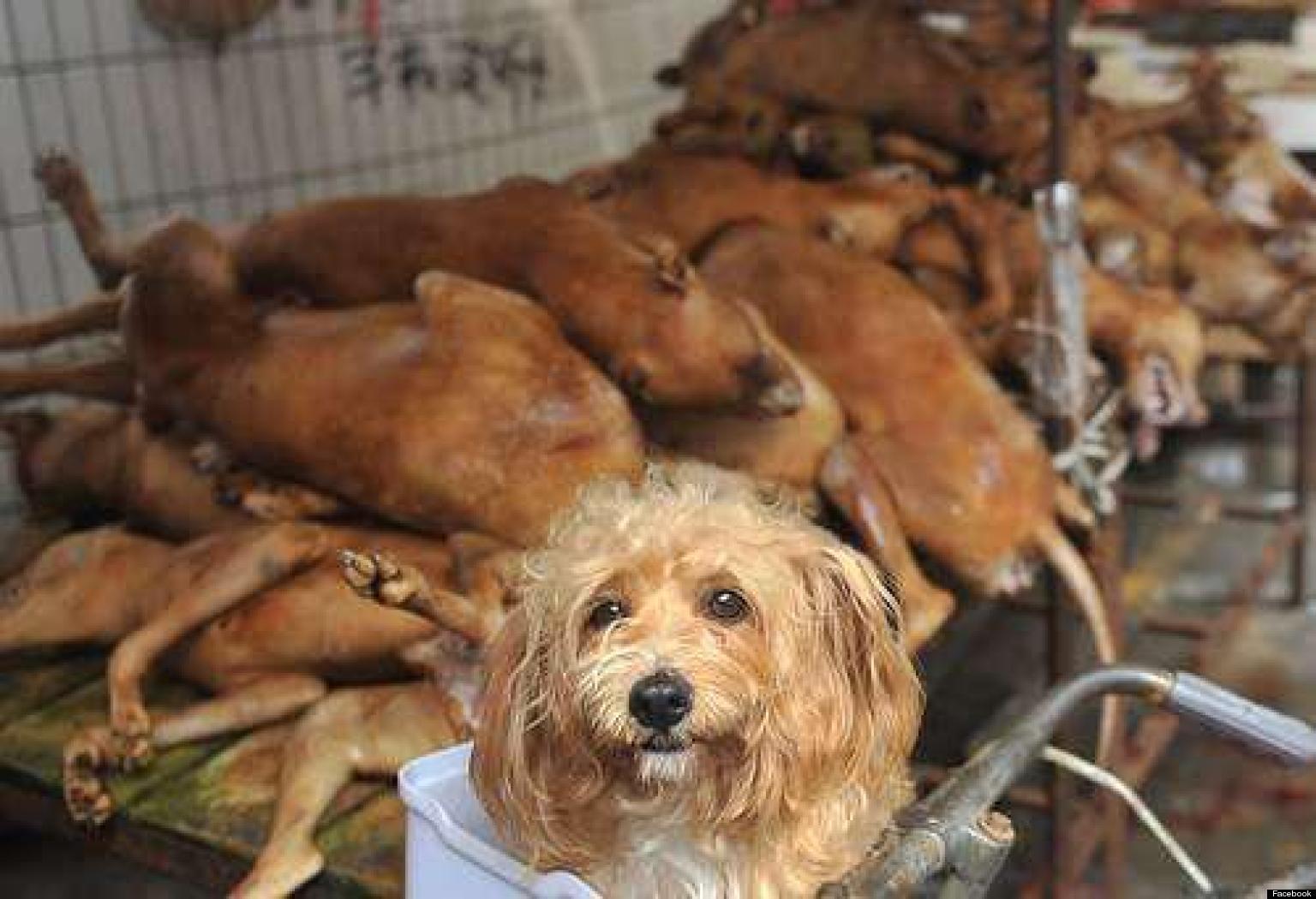 Chinese Dog Meat Festival In Which 10 000 Hounds Are Slaughtered Will 