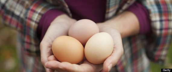 egg health