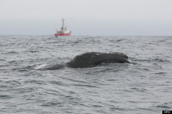 right whale