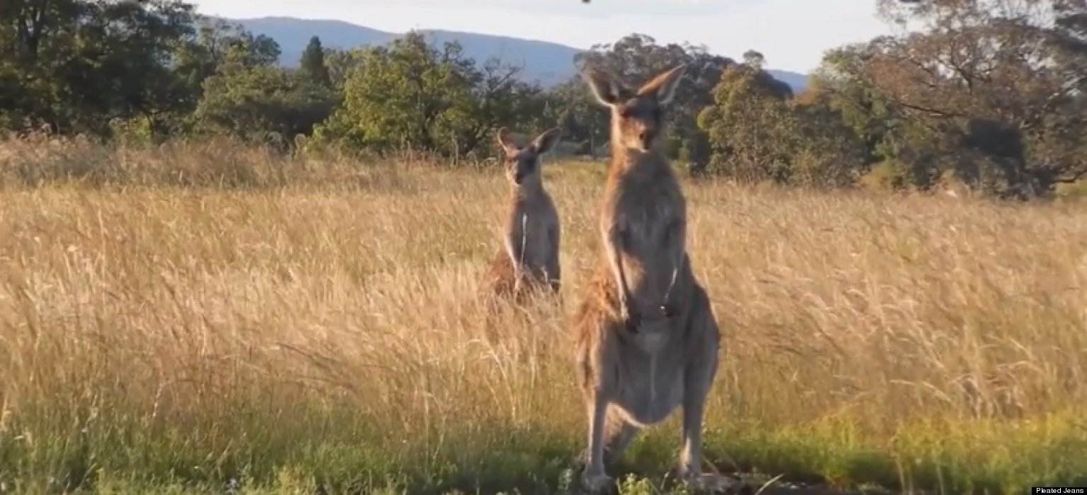 Funny Names For Groups Of Animals