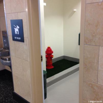 toilettes pour chien