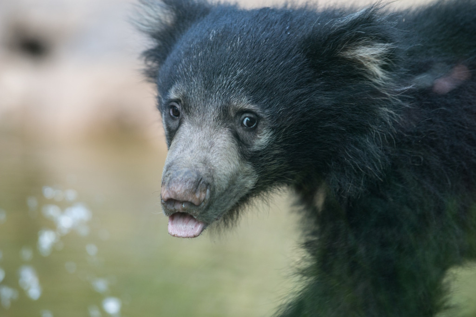 Hank, The National Zoo's Sloth Bear Cub, Makes Adorable First Public