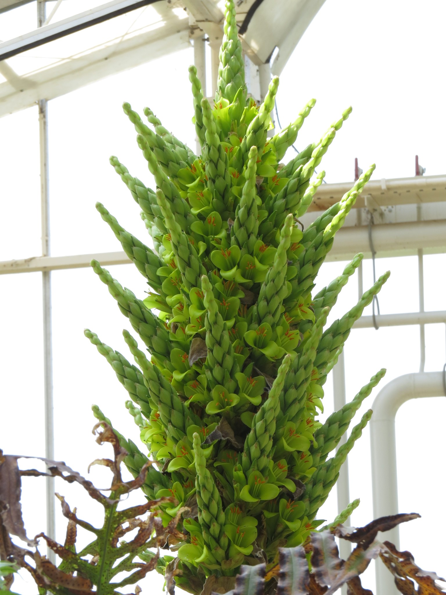 SheepEating Plant Blooms For First Time; Puya Chilensis Started