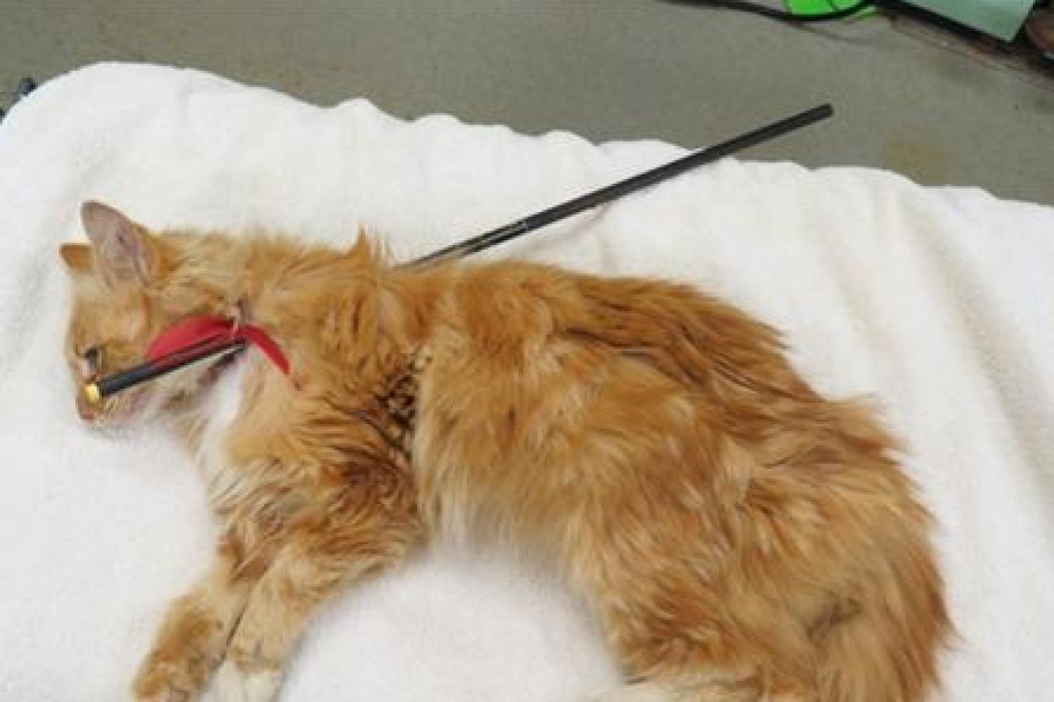 Cat Shot With Arrow In Maryland Is Expected To Fully Recover, Say Staff