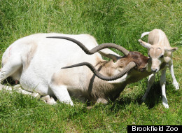 addax calf brookfield zoo photos