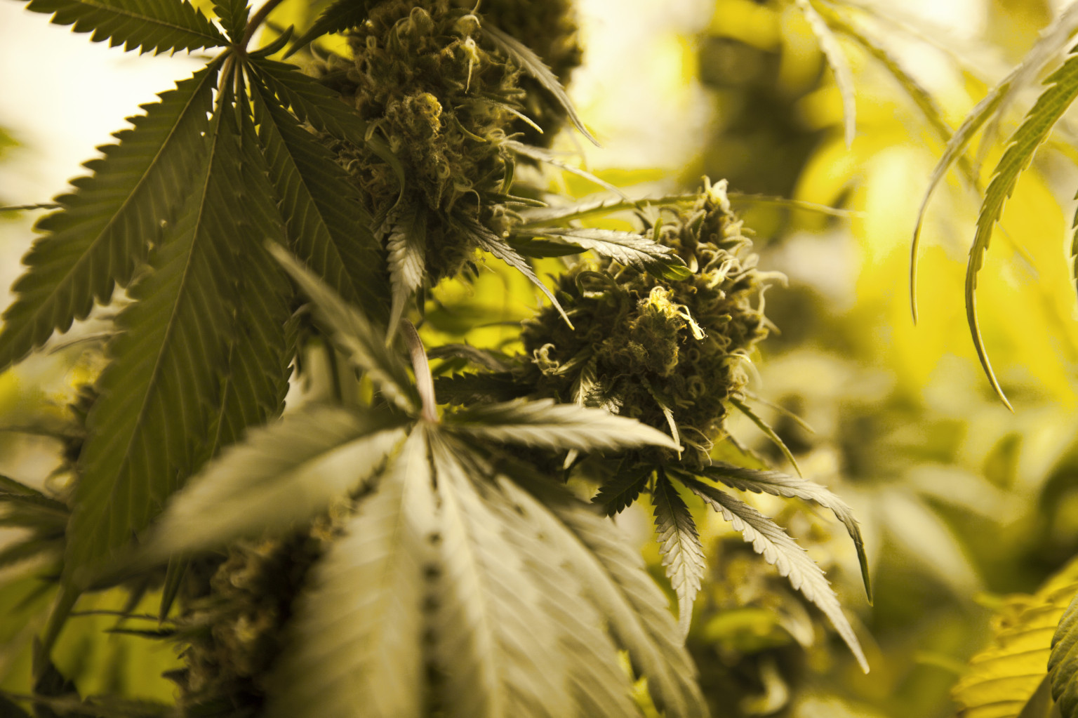 Discursive essay on legalising cannabis
