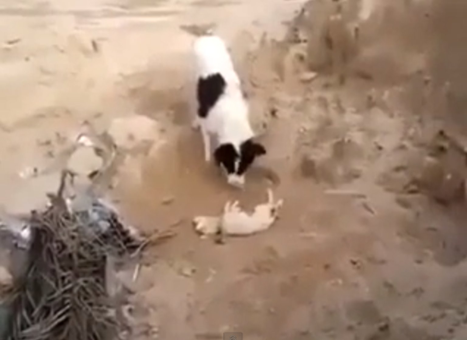 Dog Buries Dead Puppy In Astounding Act Of Mourning (VIDEO)