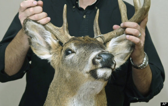 Venison