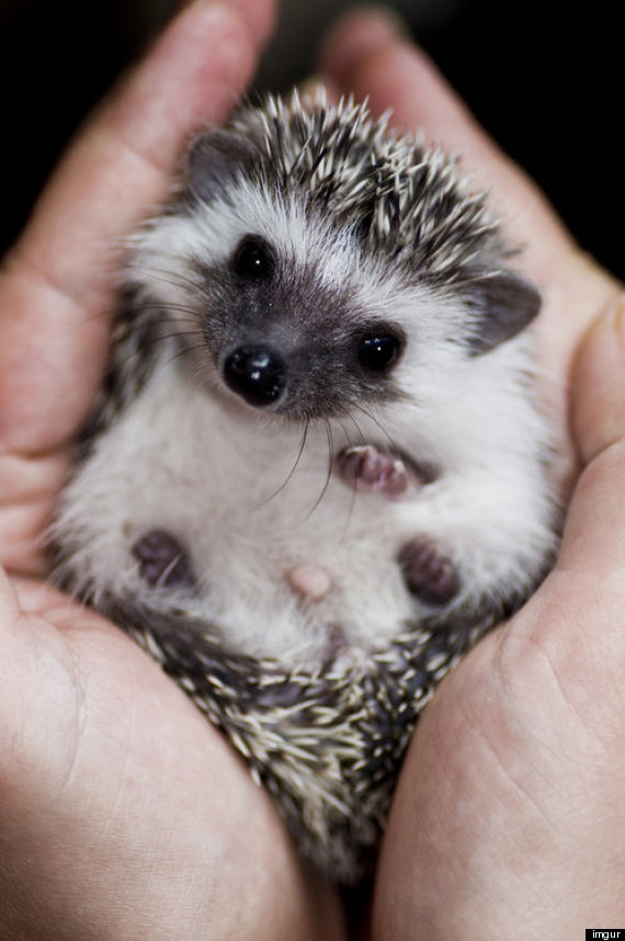 o-BABY-HEDGEHOG-570.jpg?1